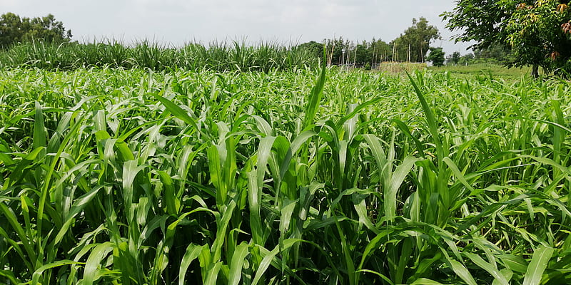 Farms, grass, green, landscape, pakistan, view, HD wallpaper