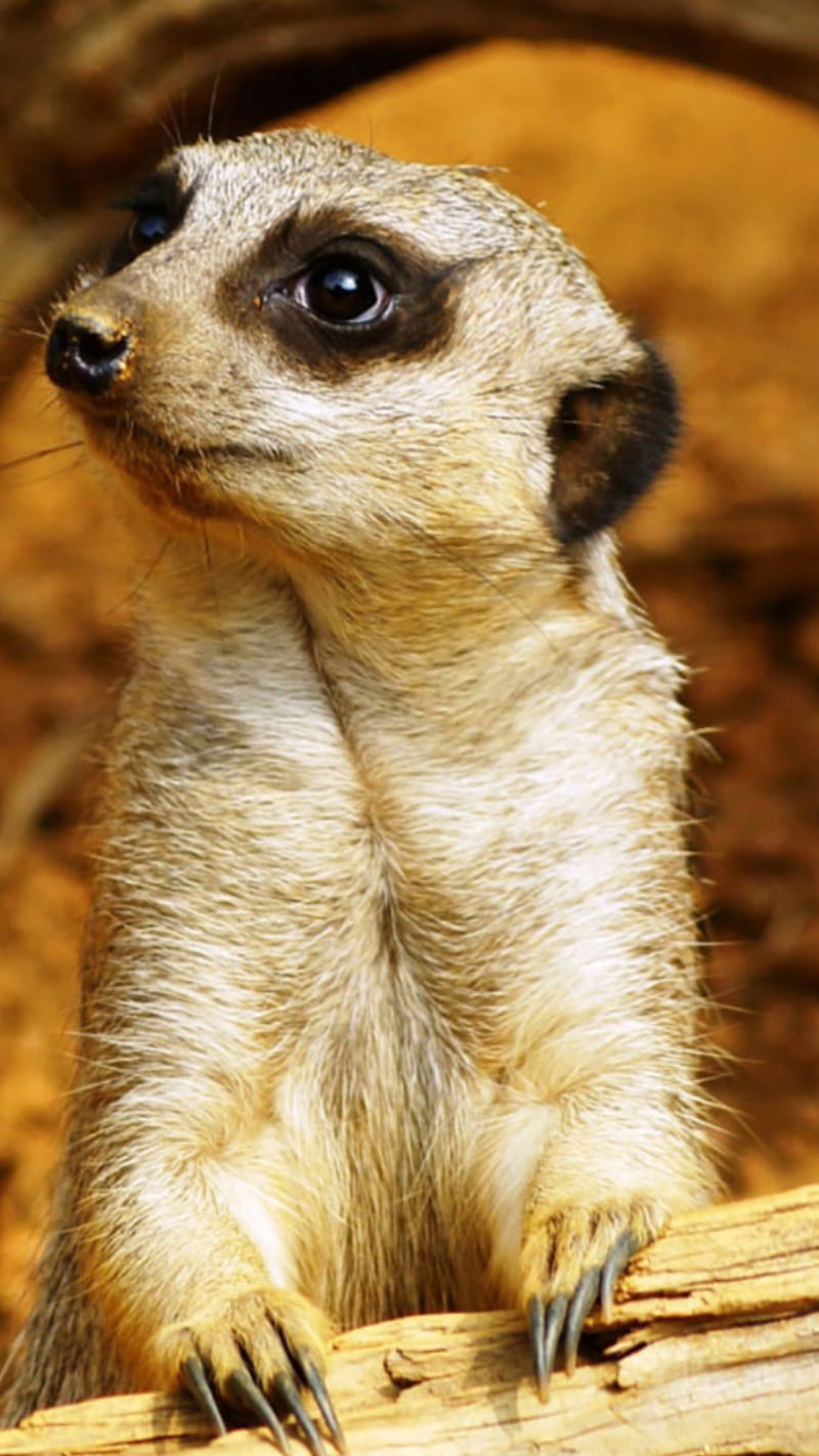 Meerkat, animal, animals, meerkats, HD phone wallpaper
