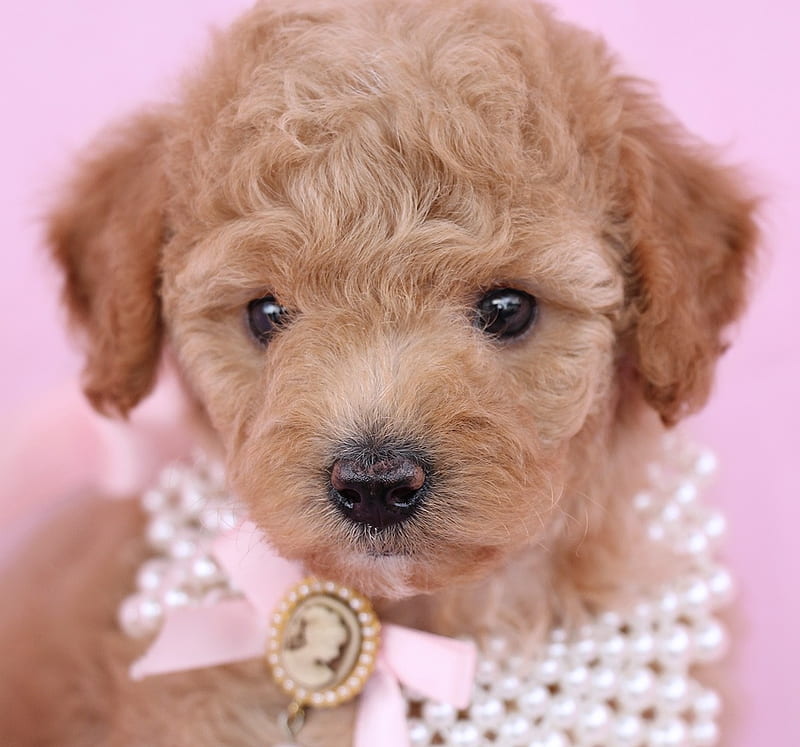 :), dog, puppy, brown, toy poodle, cute, mini, teacup puppy, caine, HD wallpaper