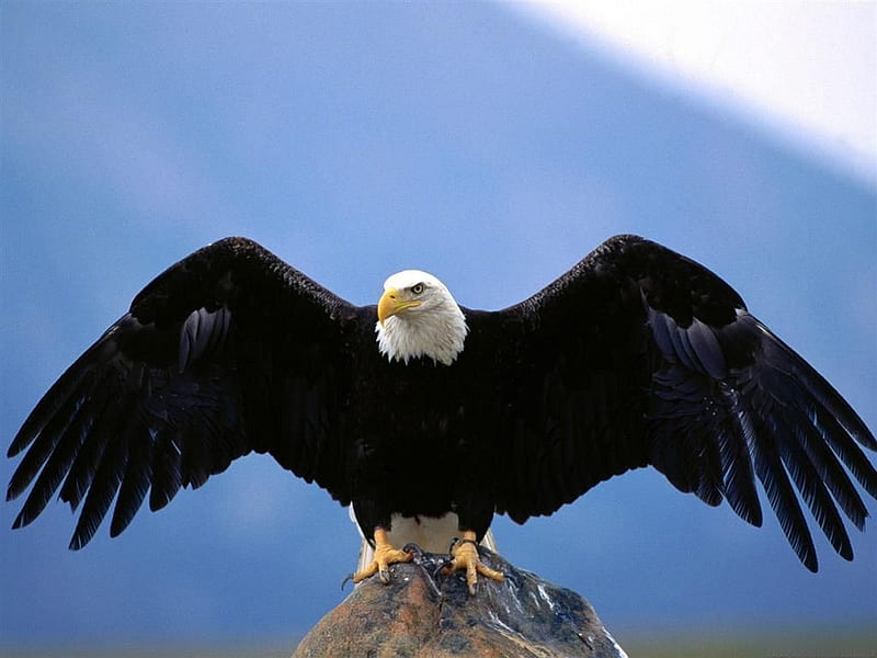 WINGSPAN BALD EAGLE, wings, eagle, birds, wingspan, span, bald, animals, HD wallpaper