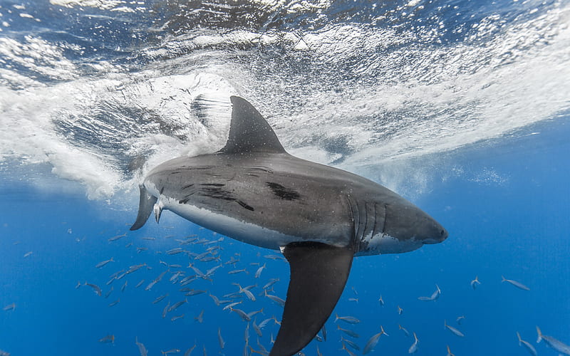 White shark, underwater, predator, ocean, school of fish, sharks, wildlife, marine inhabitants, HD wallpaper