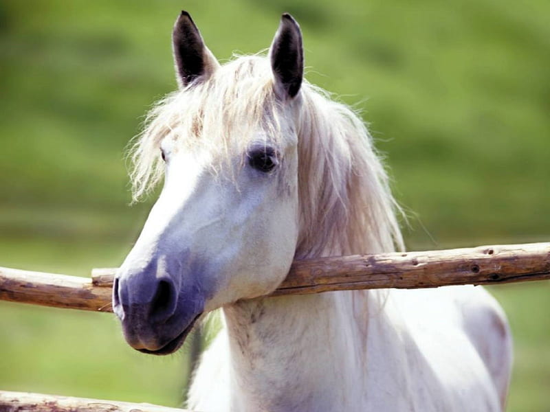 HEAVY HEAD, Horse, heavy, nature, white, animals, HD wallpaper
