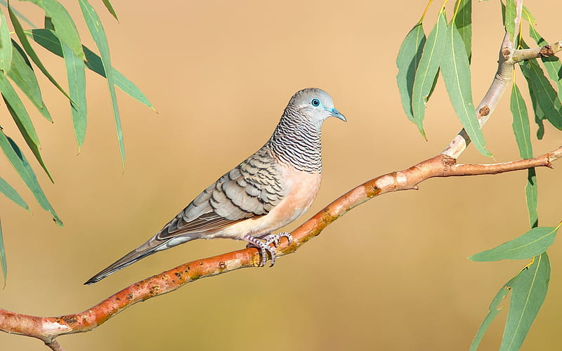 australian fauna, pigeons, geopela placida, HD wallpaper