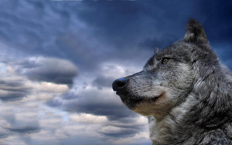 Majestic Wolf, grey wolf, wolf, bozkurt, HD wallpaper
