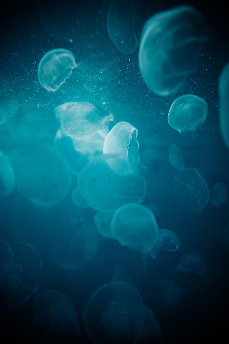 jellyfish, water, underwater, glow, blue, macro, HD phone wallpaper
