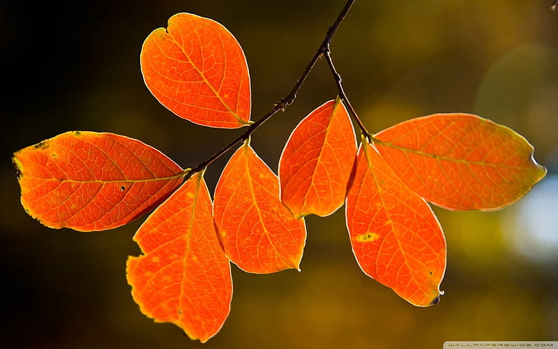 orange leaves-Autumn Landscape, HD wallpaper