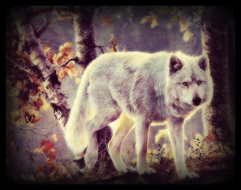 1080P free download | Snow Wolf, ominous, Trees, bonito, White, Snow ...