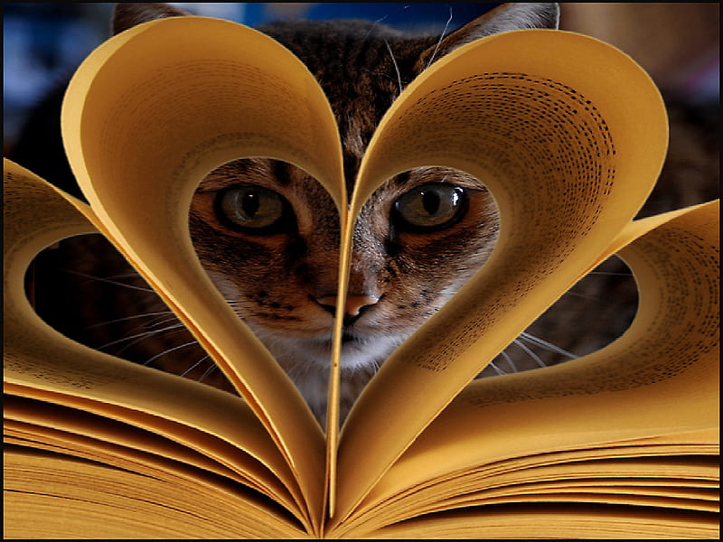 CAT'S VIEW, heart shape, pages, book, cat, eyes, watching, HD wallpaper