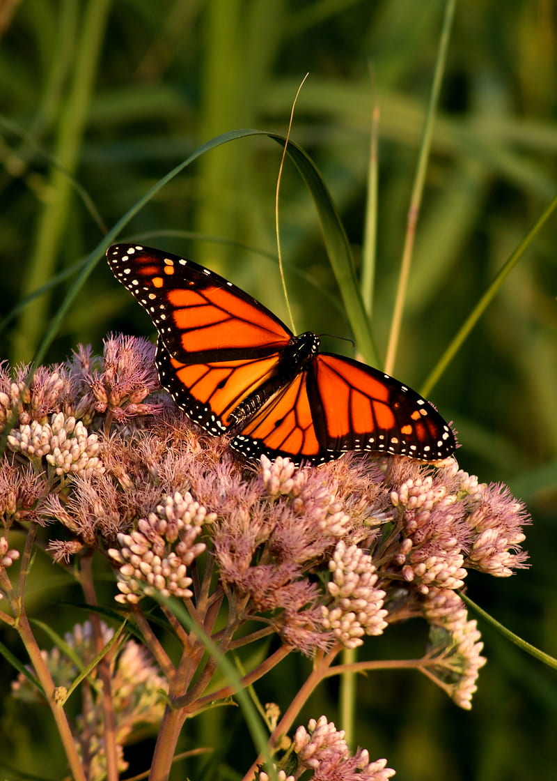 monarch butterfly, butterfly, wings, pattern, flower, macro, HD phone wallpaper