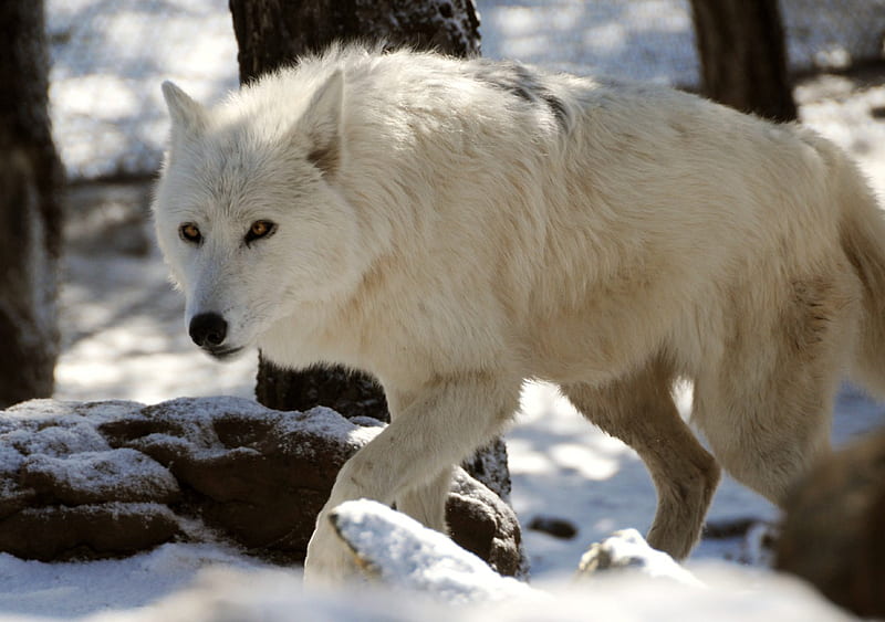 Polar Wolf, predator, arctic, snow, wolves, winter, HD wallpaper