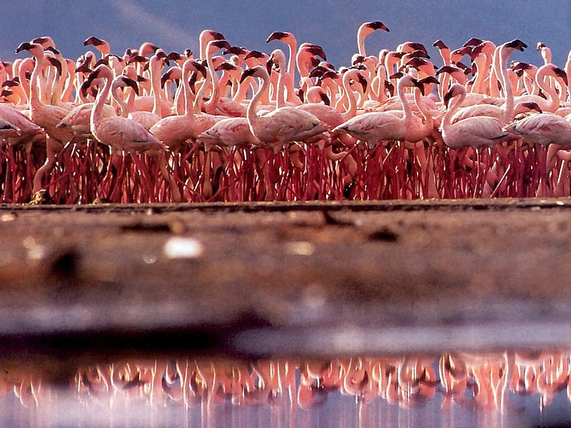 Pink reflexion, pic, birds, flamingo, bonito, wall, water, flamingoes, numerous, reflexion, pink, animals, many, HD wallpaper