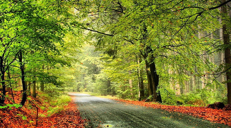 Road to Heaven, autumn, nature, road, trees, sky, HD wallpaper