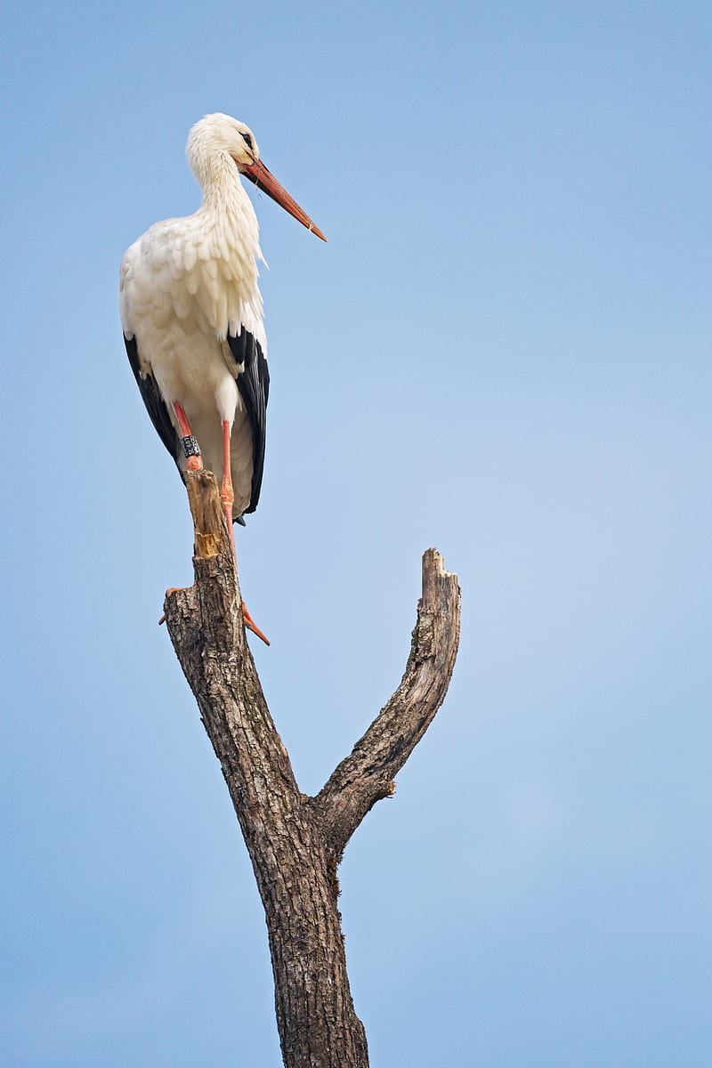 stork, bird, branch, sky, HD phone wallpaper