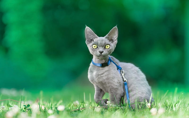 Cornish Rex, gray cat, cute animals, green grass, short-haired cats, green big eyes, cats, HD wallpaper