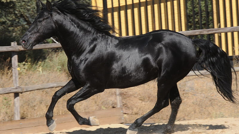 Black Hispanic Arabian, stallions, ponies, nature, black arabian, animals, horses, HD wallpaper
