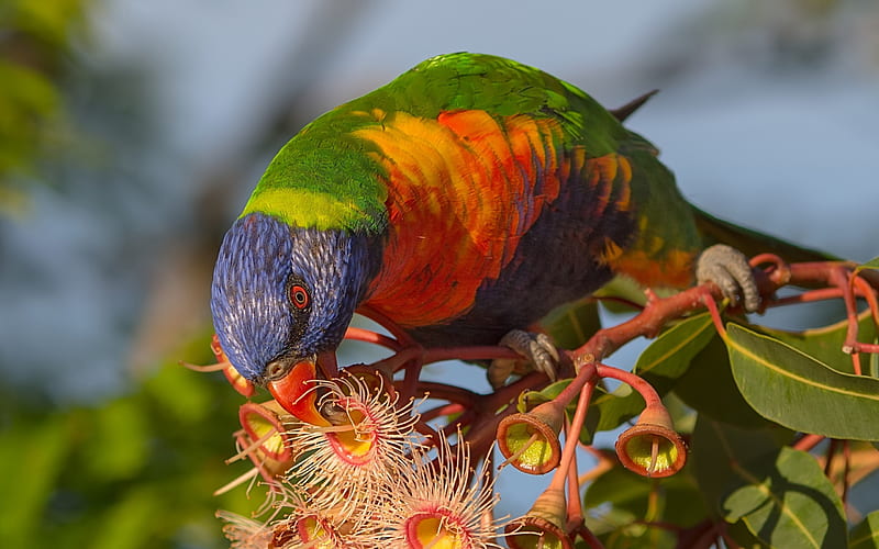 Rainbow lorikeet, colorful bird, parrot, Australia, Trichoglossus moluccanus, HD wallpaper