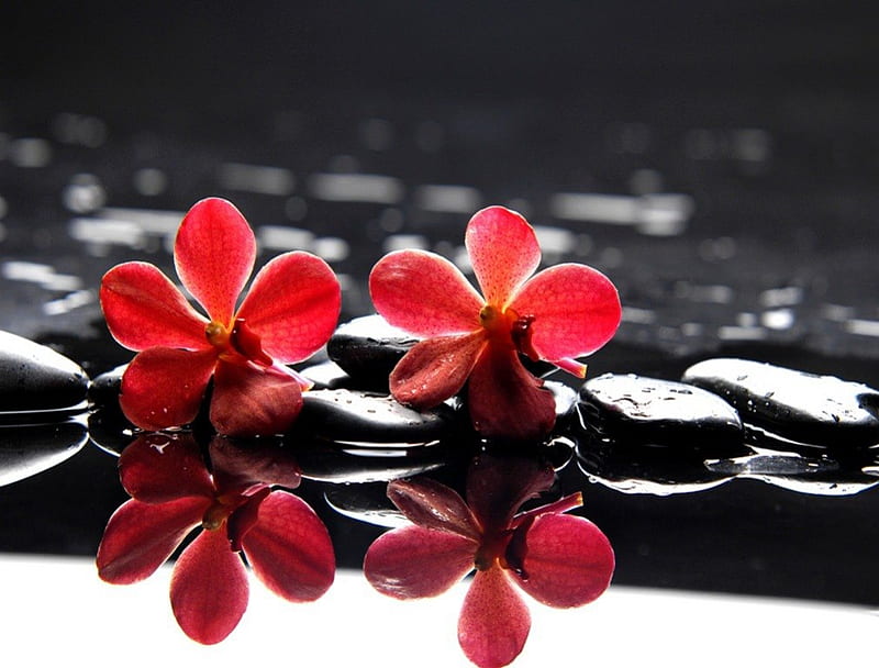 Flores rojas sobre piedras, rojo, bonito, mojado, encantador, negro,  naturaleza muerta, Fondo de pantalla HD | Peakpx