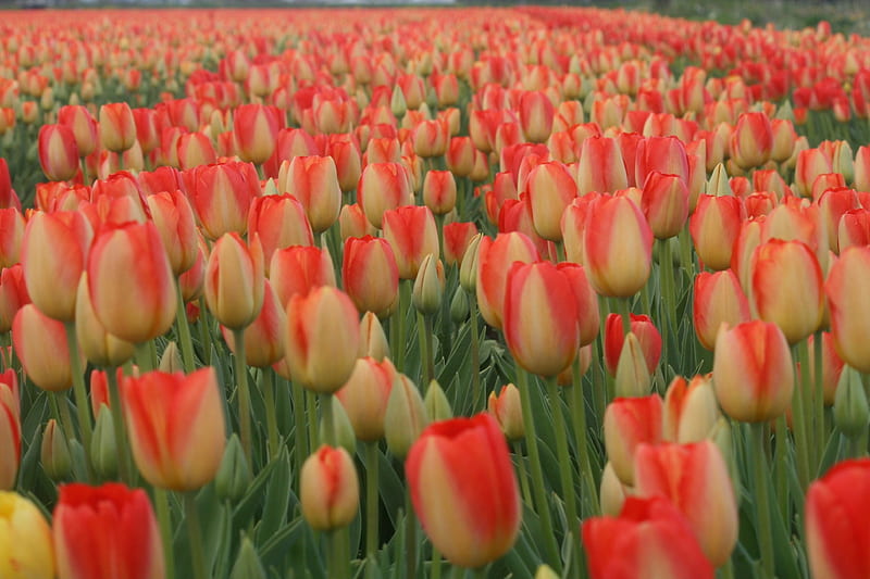 Tulips as far as you can see,....., netherlands, flowers, tulips, dutch souvenir, HD wallpaper