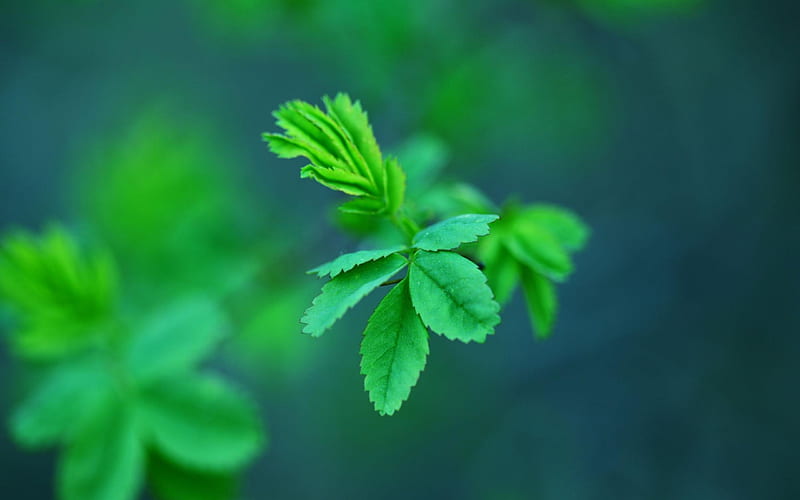 green leaf-Plant macro graphy, HD wallpaper