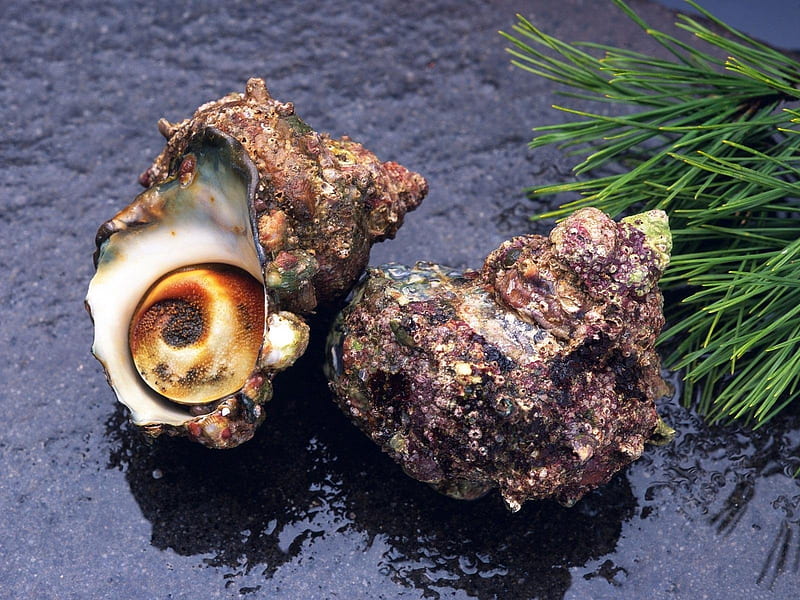 Sea-Food, water, shell, snail, food, ocean, entre, HD wallpaper