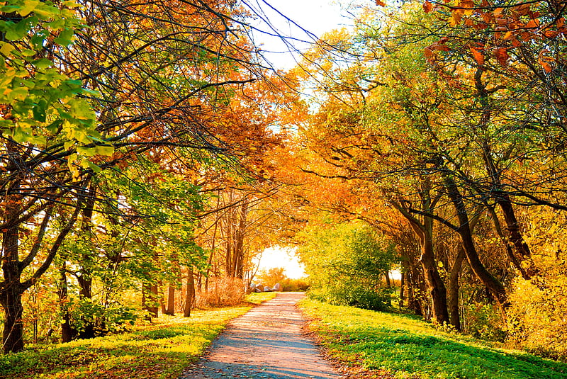 Sun path, landscape, lovely autumn, HD wallpaper