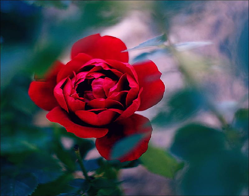 Flores rojas, rojas, bonitas, rosas, suaves, brotes, elegancia, bonitas,  plantas, Fondo de pantalla HD | Peakpx
