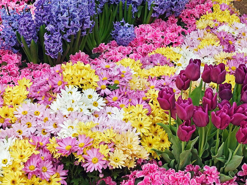 Spring flowers, bulbs, hyacinths, chrysanthemum, tulips, HD wallpaper