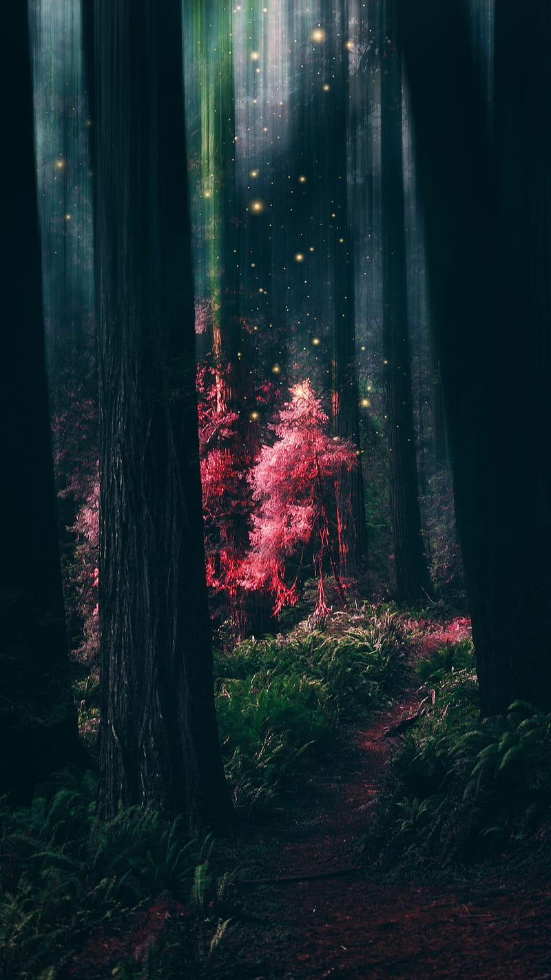 Magical Forest, pink, forest, magic, cool, nature, trees wood, HD phone wallpaper