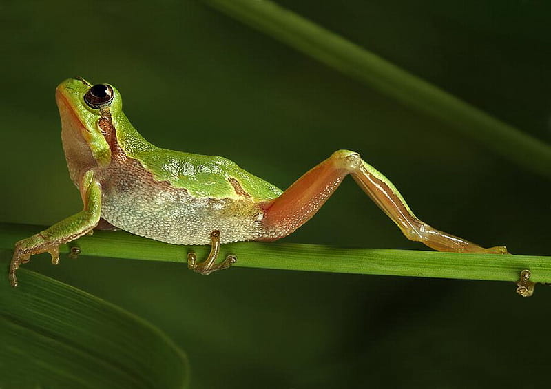 YOGA FROG, frog, yoga, branch, stretching, HD wallpaper