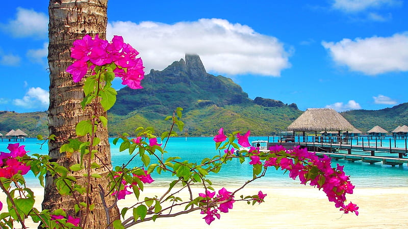 Tree with Flowery Beach, beach, huts, mountains, flowers, nature, straw, clouds, sea, HD wallpaper