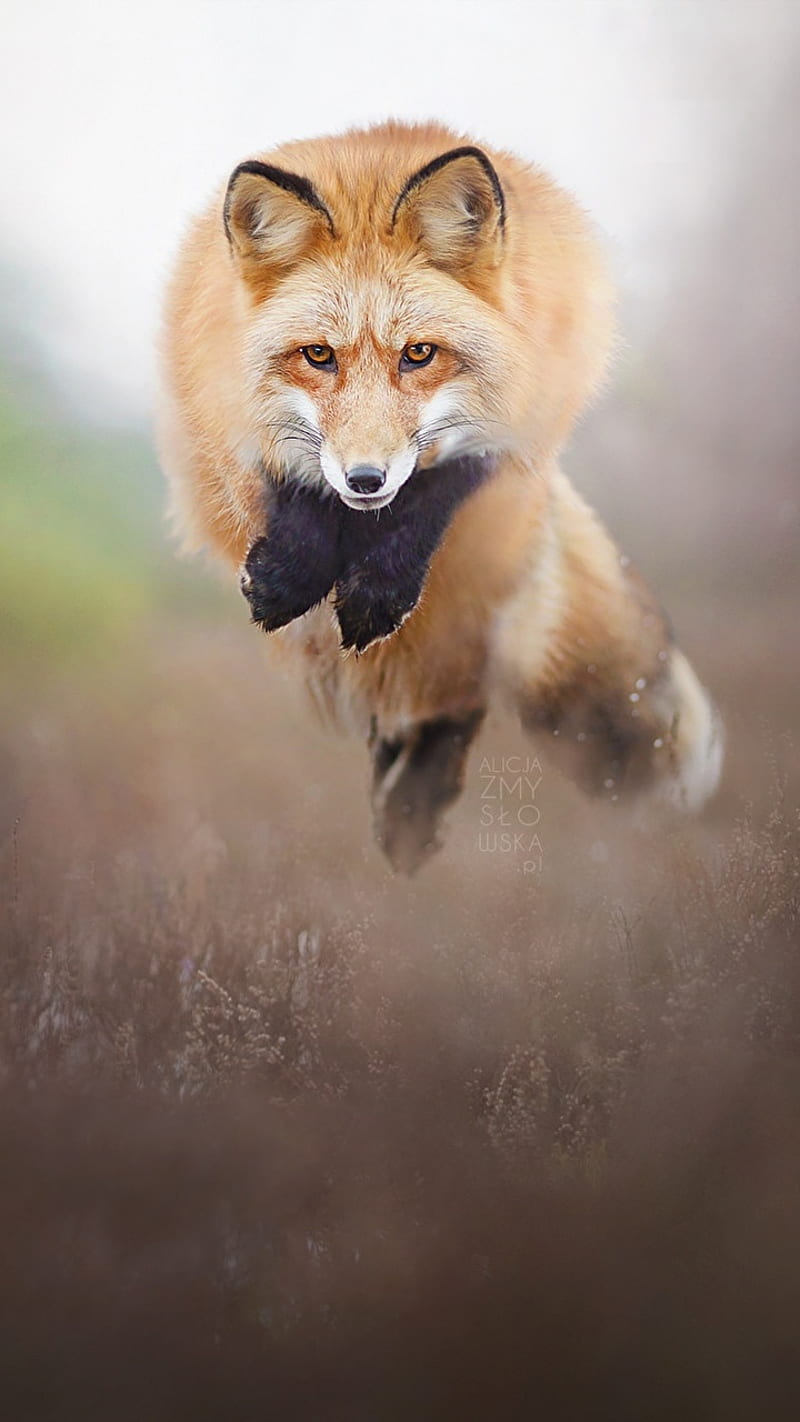 Fox, jump, HD mobile wallpaper | Peakpx