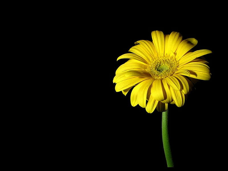 Yellow gerbera, flower, yellow, gerbera, daisy, HD wallpaper