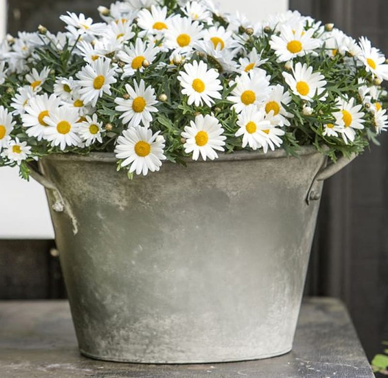 *Daisies*, spring flowers, pot, old, daisies, metal, flowers, arrangement, garden, white, HD wallpaper