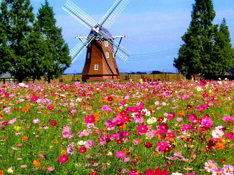 A mill in summer, pretty, colorful, windmill, lovely, mill, wind, bonito, trees, sky, clouds, floral, nice, flowers, nature, field, meadow, HD wallpaper