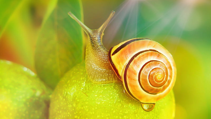 Snail, melc, macro, green, water drop, yellow, HD wallpaper