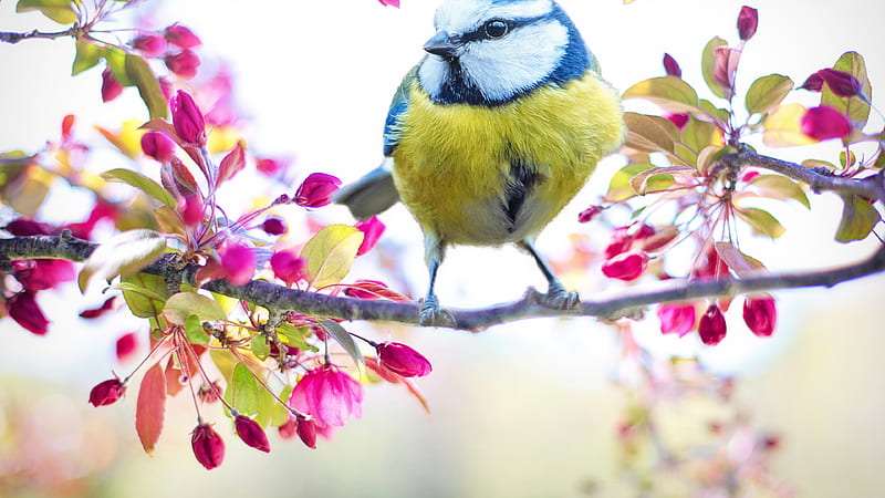 White Blue And Green Bird On Tree Branch With Blossom Flowers Animals, HD wallpaper
