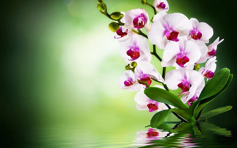 Orchid Flower Wallpaper