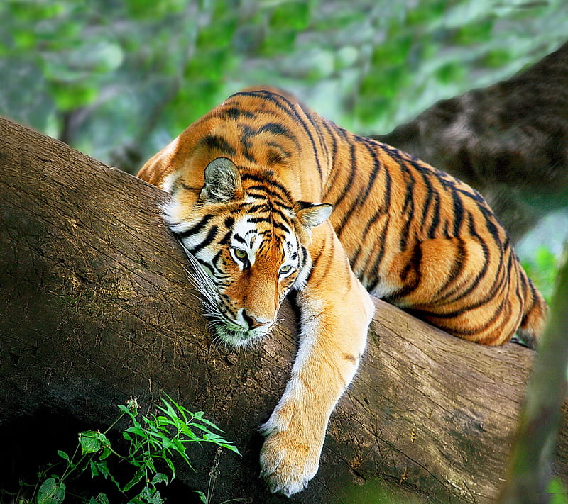 Tiger Relax, relax, tiger, tree, HD wallpaper