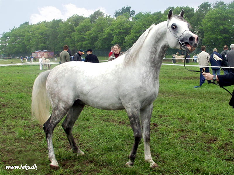 Gray Arabian Horse, gray arabians, ponies, nature, arabians, HD wallpaper