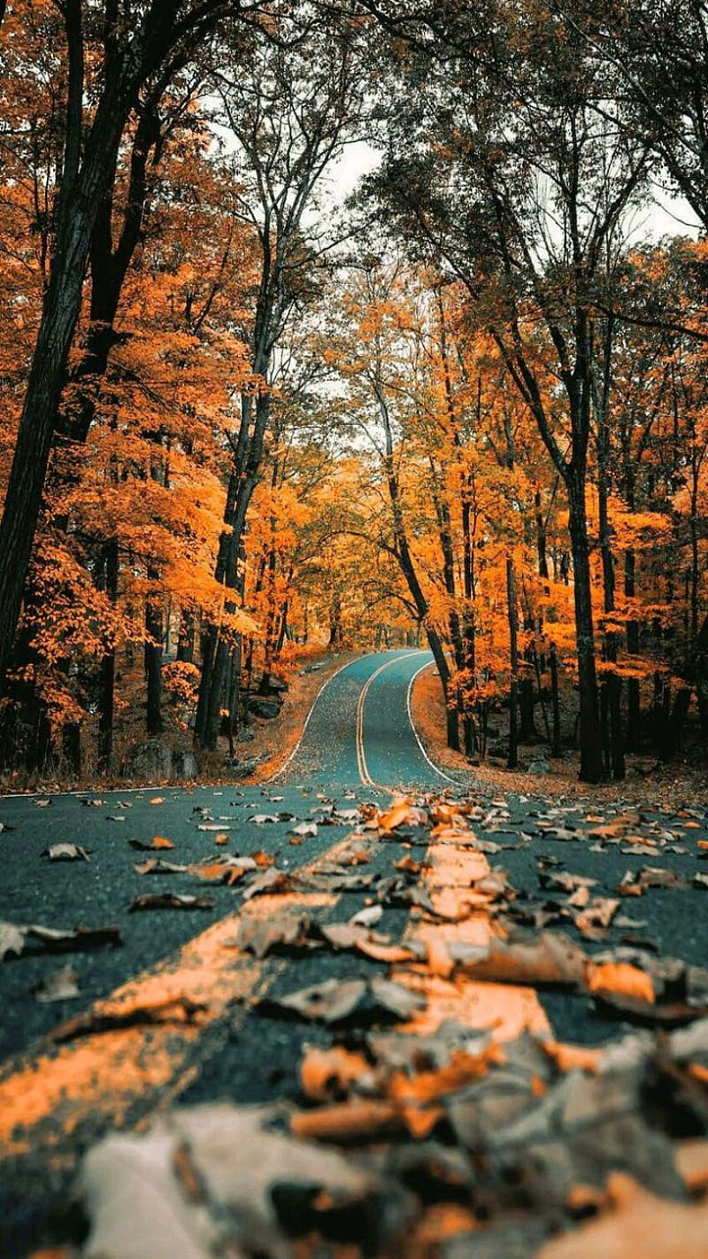 Road Fall, trees, leaves, season, colors, HD phone wallpaper | Peakpx