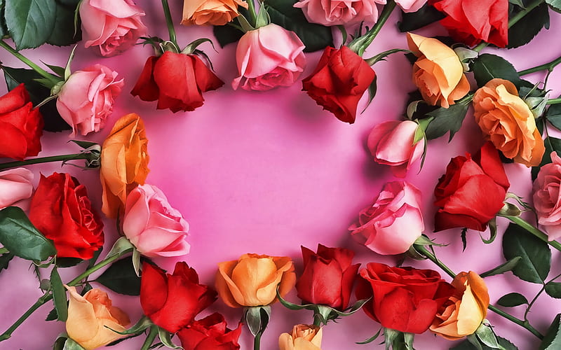 colorful roses frame, floral concepts, floral frames, pink backgrounds, pink flowers, pink floral frame, roses frames, background with flowers, HD wallpaper