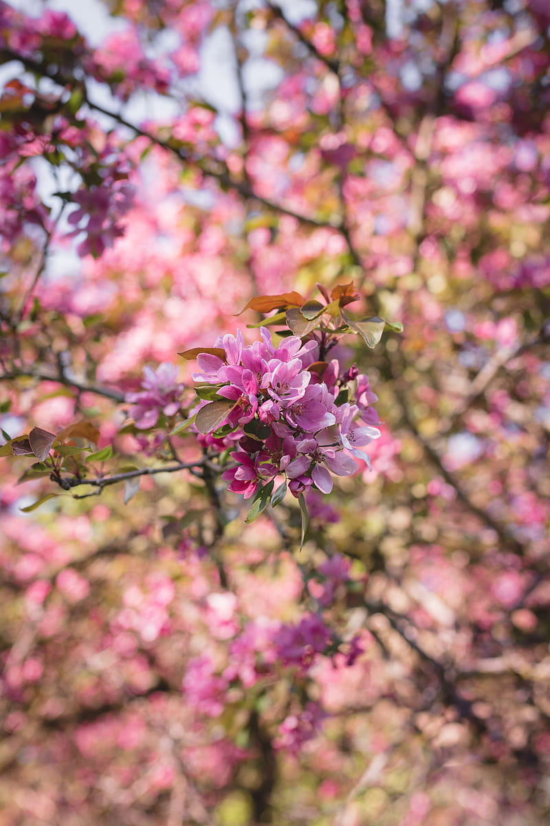 flowers, bloom, branch, garden, pink, HD phone wallpaper