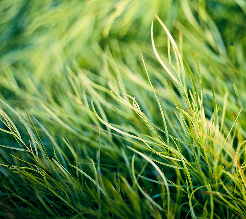 HTC M8 original-3, all, color, colour, grass, green, light, new, one, one 2, one2, HD wallpaper