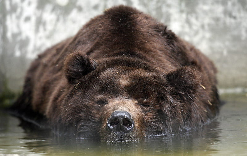 Sleeping Kodiak Bear, powerful, american brown bear, bear, bonito, predator, strong, alaskan grizzly, kodiak, hunter, HD wallpaper