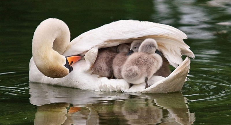 Swans, family, little swans, young, cygne, swan, lake, animals, other, HD wallpaper
