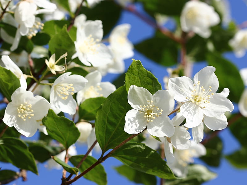jasmine, white flowers, petals, leaves, spring, blossom, Flowers, HD wallpaper