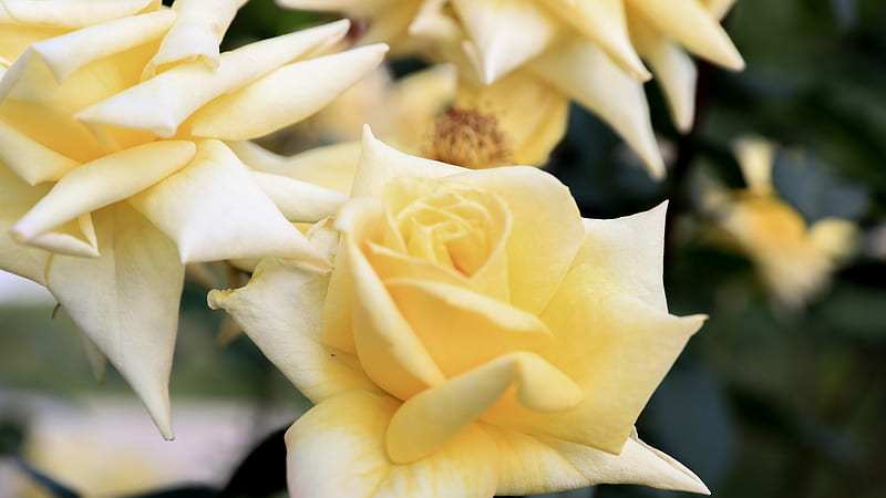 Yellow Rose In Bloom During Daytime Cool, HD wallpaper