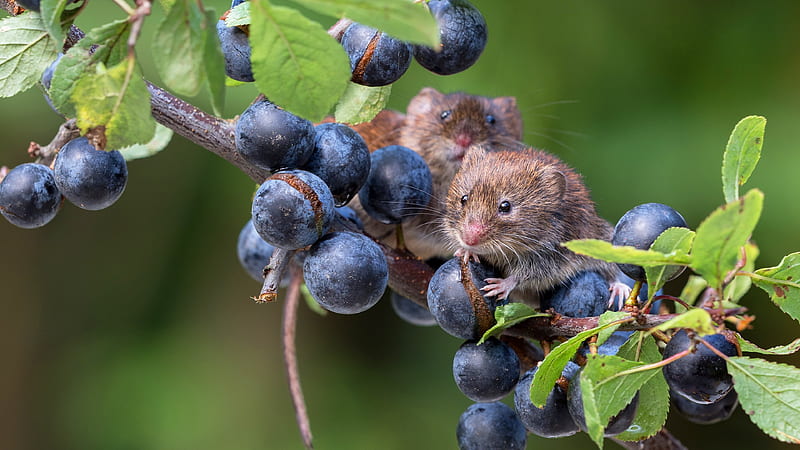 Mice, grapes, fruit, berry, field mouse, soricel, rodent, animal, HD wallpaper