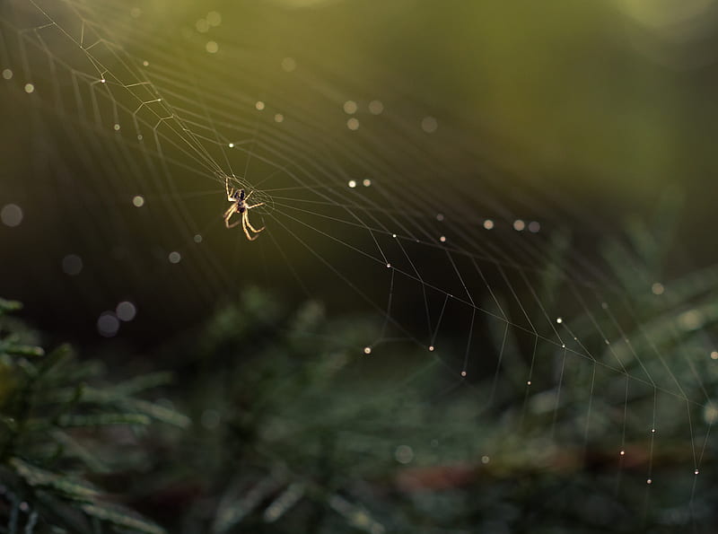 Water Supply Ultra, Animals, Insects, Drops, Autumn, Spider, Macro, Insect, Spiderweb, bokeh, waterdrops, cobweb, arachnid, spidersweb, HD wallpaper