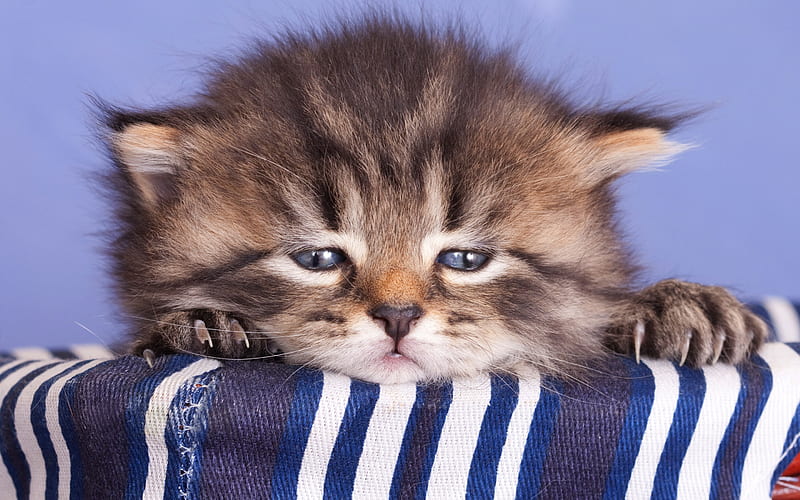 little cute kitten, striped little cat, funny animals, tired kitten, cats, American Shorthair cat, kittens, HD wallpaper